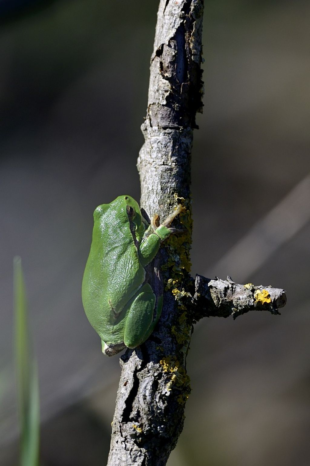 Hyla intermedia